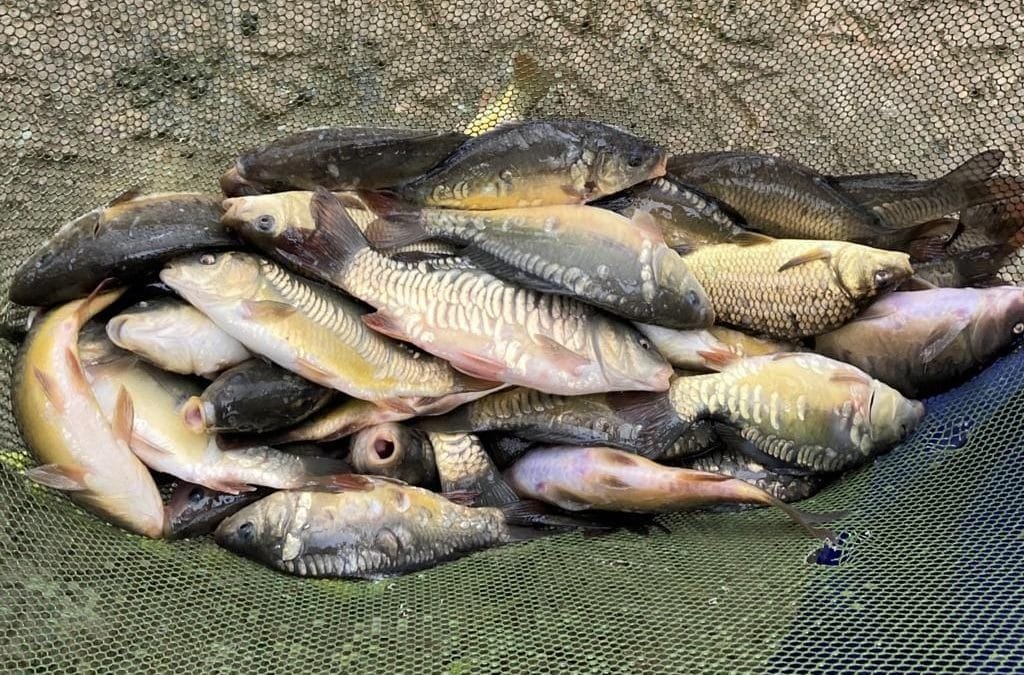 400 Carp Stocked Into Lane Fox Pond