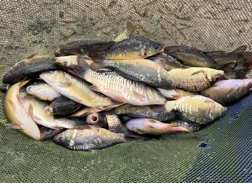 Carp Stock Into Lane Fox Carp Stock Darlington fishing